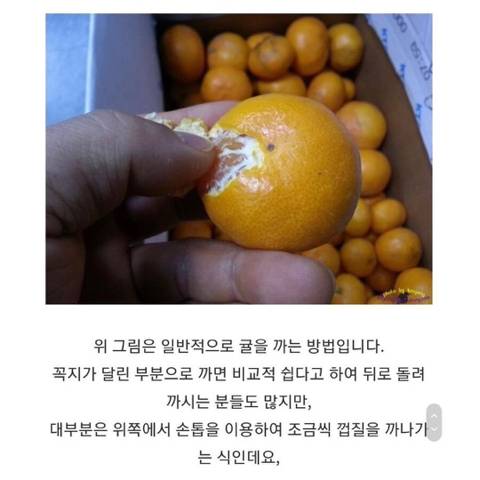 제주인이 알려주는 귤 까는 꿀팁