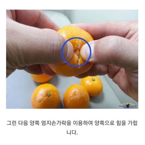 제주인이 알려주는 귤 까는 꿀팁