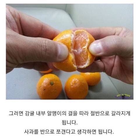 제주인이 알려주는 귤 까는 꿀팁