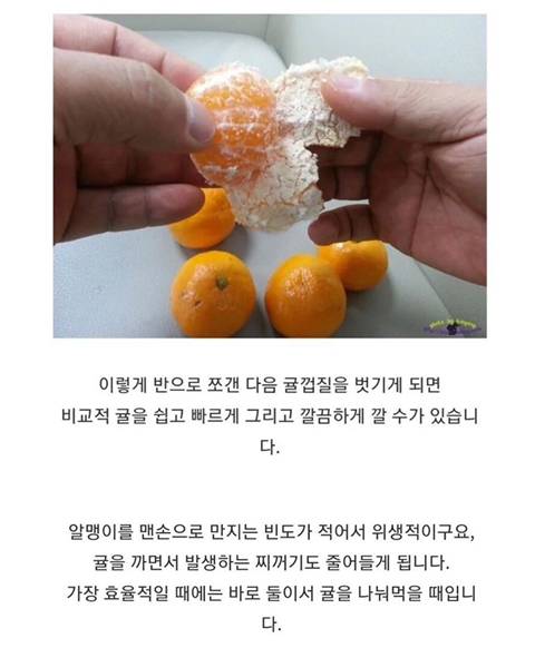 제주인이 알려주는 귤 까는 꿀팁