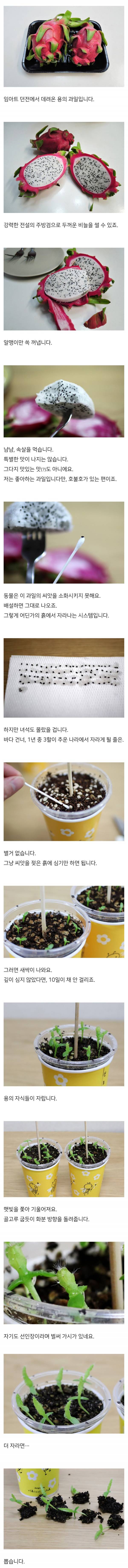 용의 과일을 수확한 드루이드