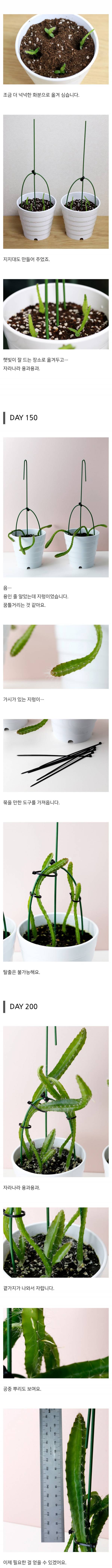 용의 과일을 수확한 드루이드