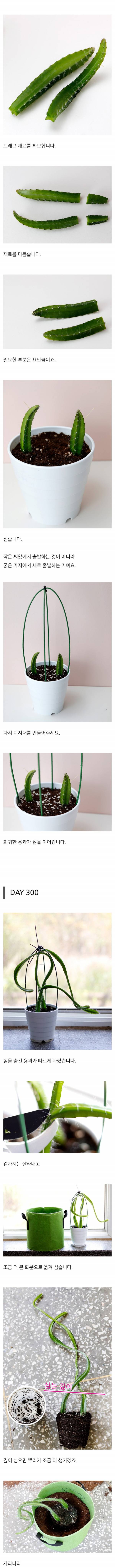 용의 과일을 수확한 드루이드