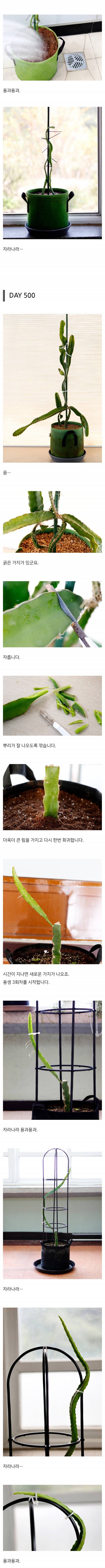 용의 과일을 수확한 드루이드