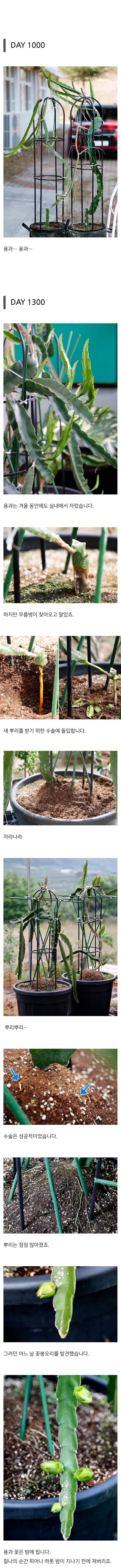 용의 과일을 수확한 드루이드