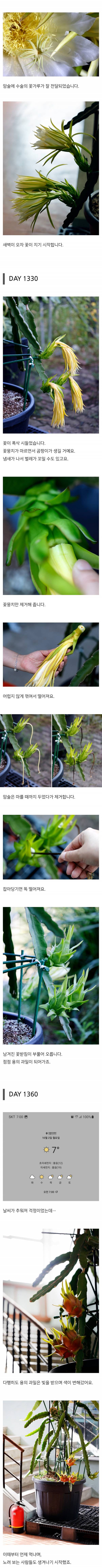 용의 과일을 수확한 드루이드