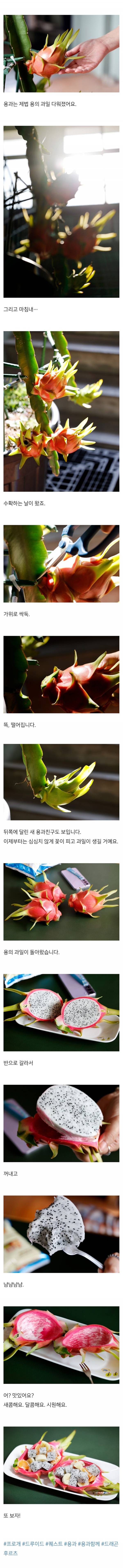 용의 과일을 수확한 드루이드