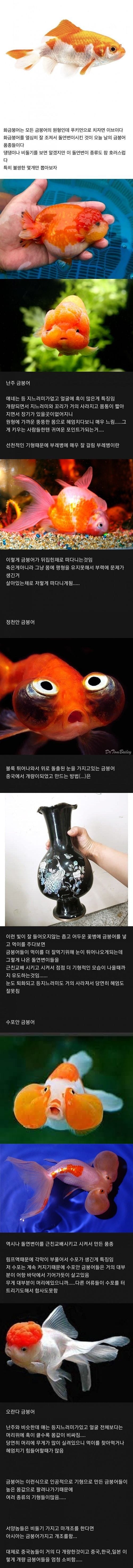 혐) 오싹오싹 금붕어 품종들