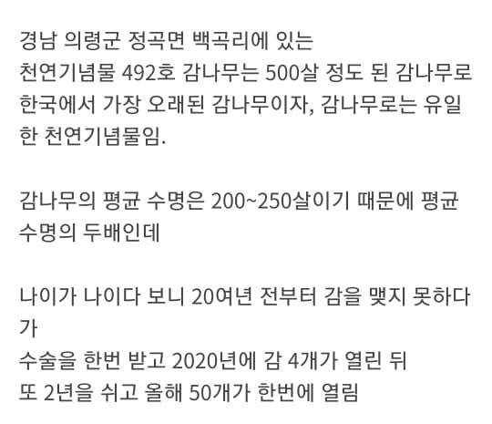 감나무로는 유일한 500살 천연기념물 나무 근황