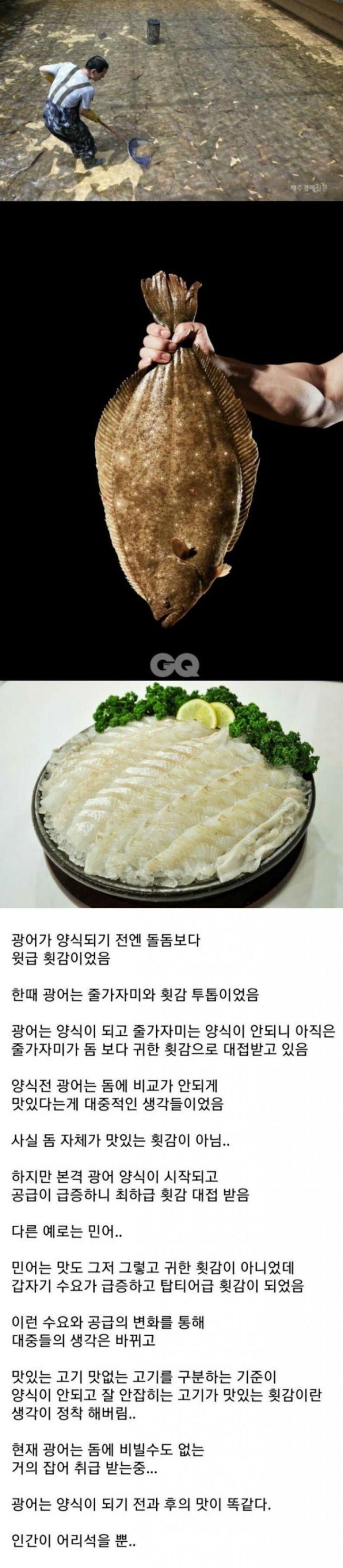 광어에 대한 진실