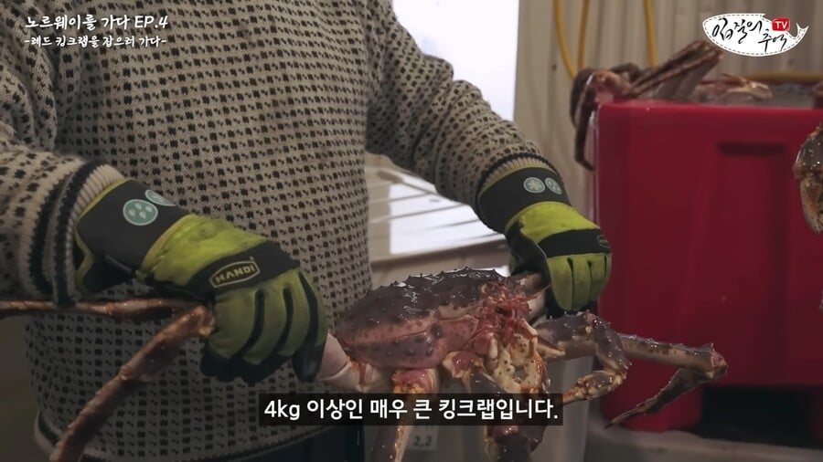 킹크렙 몸통 안먹고 다 버리는 맛알못 노르웨이