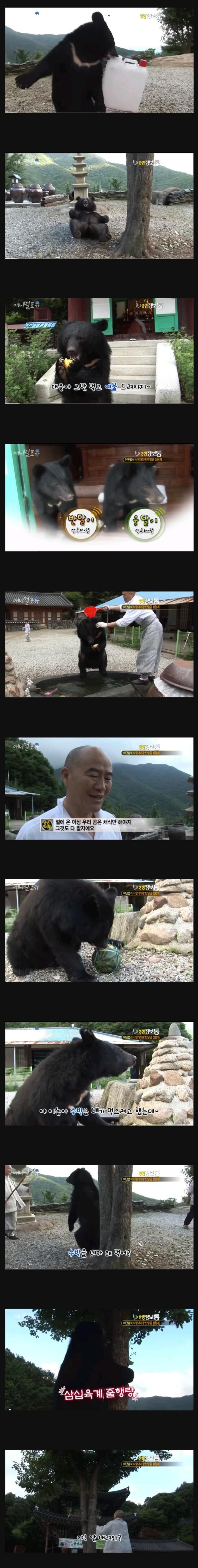절에서 키우는 애완동물
