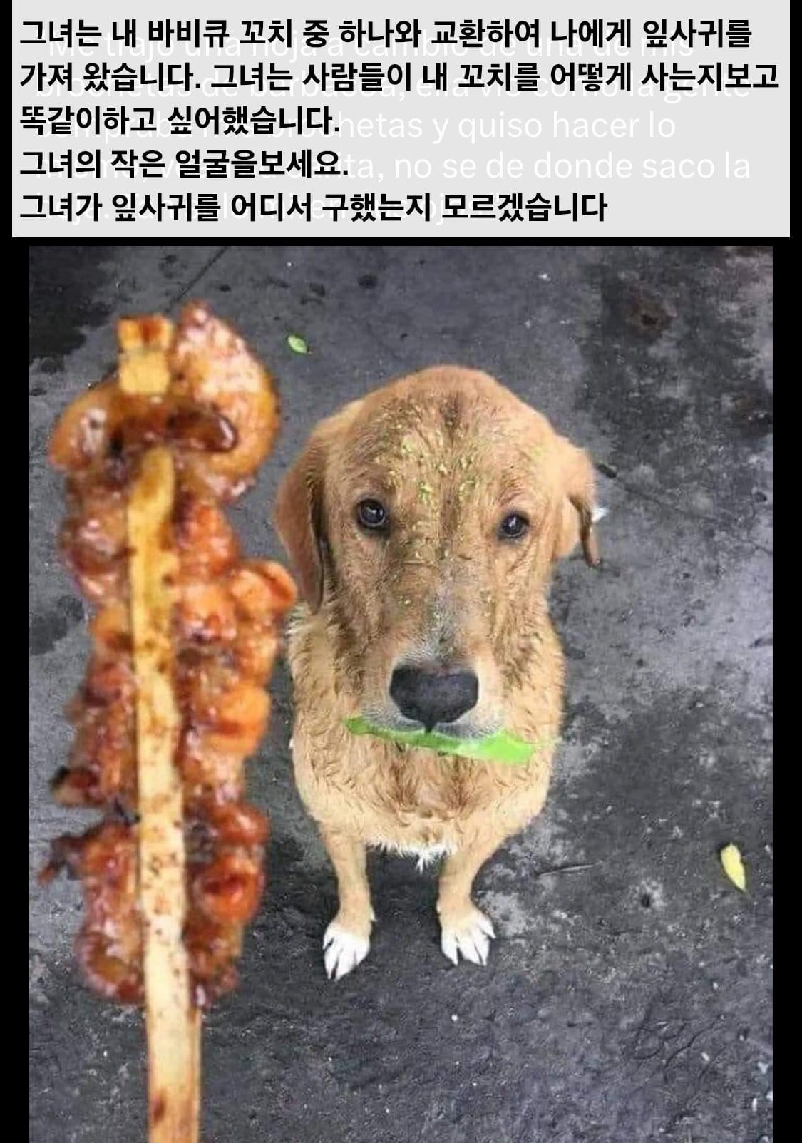 꼬치 사먹으려고 나뭇잎 물고 온 강아지
