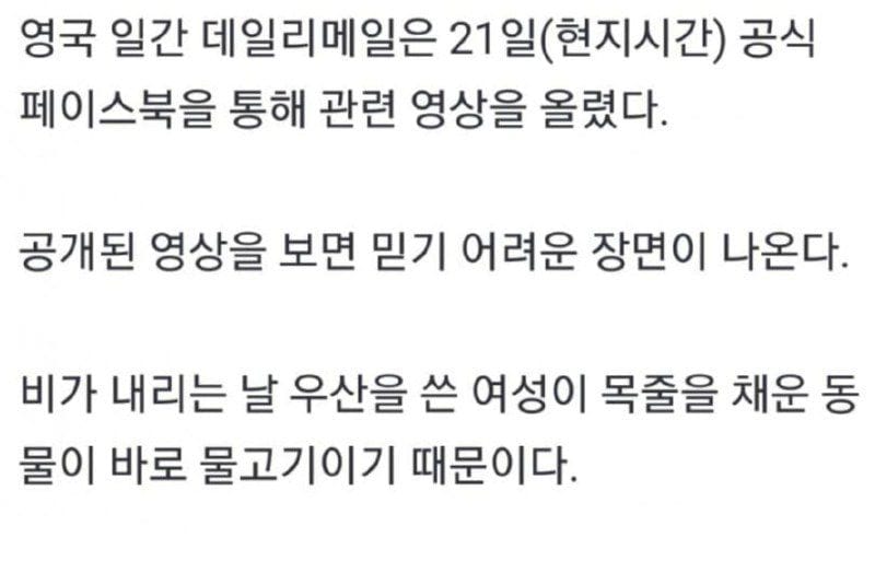 중국의 반려동물 산책 근황