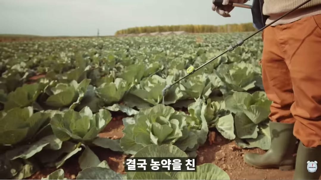 양배추 한장한장 열심히 세척하던 분들 보세요