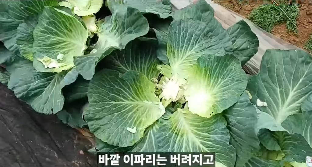 양배추 한장한장 열심히 세척하던 분들 보세요