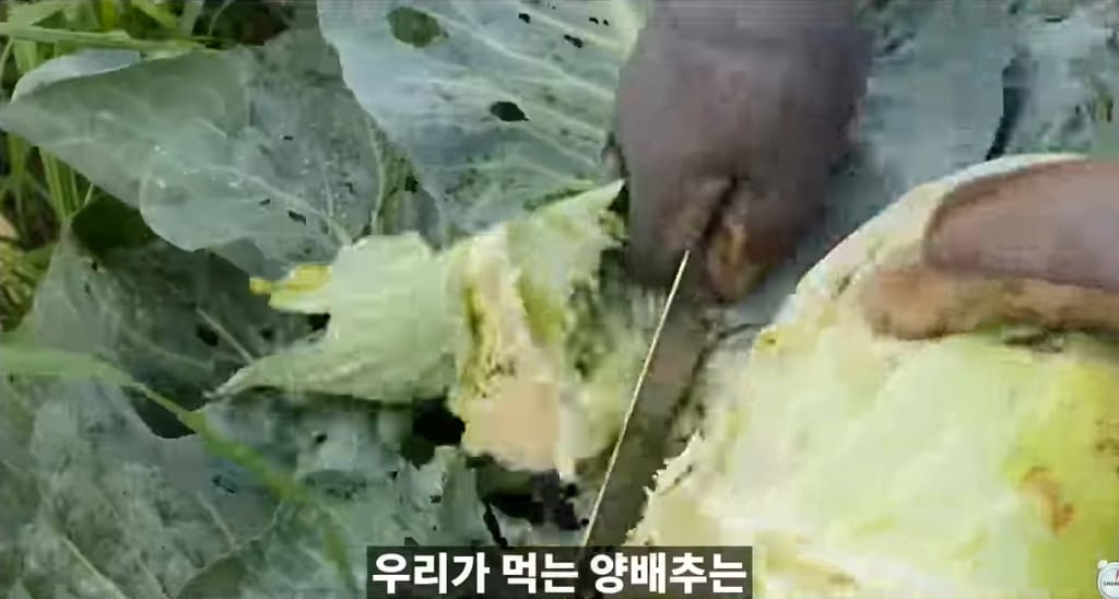 양배추 한장한장 열심히 세척하던 분들 보세요