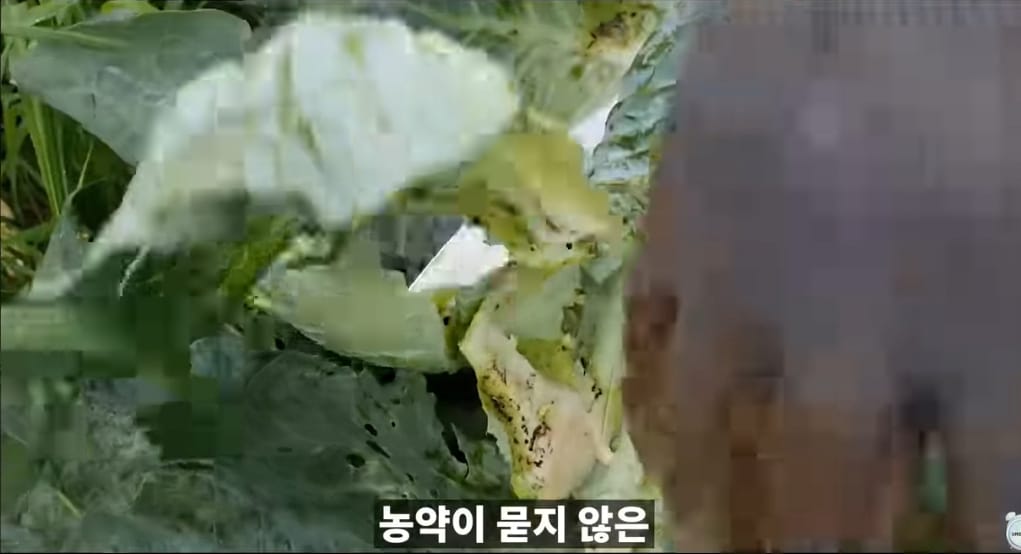 양배추 한장한장 열심히 세척하던 분들 보세요