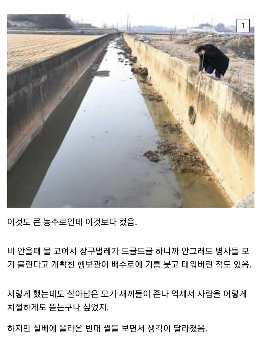 한국에서 빈대를 박멸하는 방법