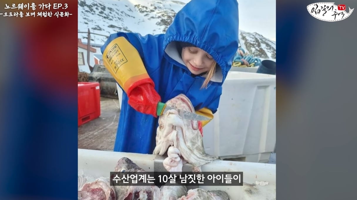 10살 남짓한 아이들에게 대구손질을 시키는 노르웨이...