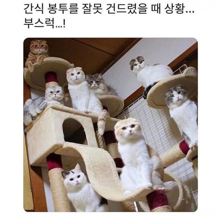 간식 봉투를 잘못 건드렸을때  상황