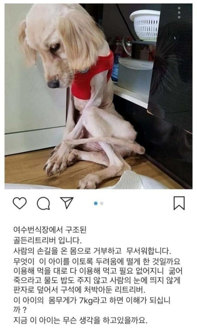 번식장에서 구조된 리트리버