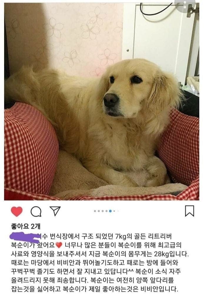 번식장에서 구조된 리트리버