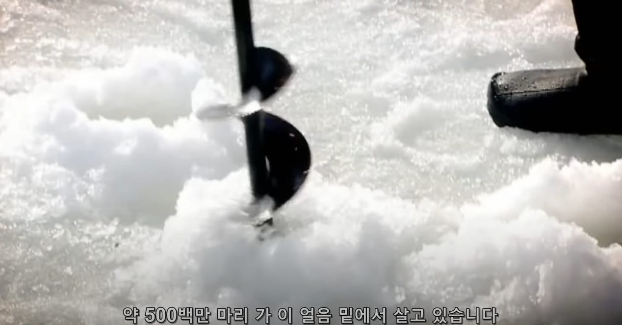 고든램지의 킹크랩 요리.jpg