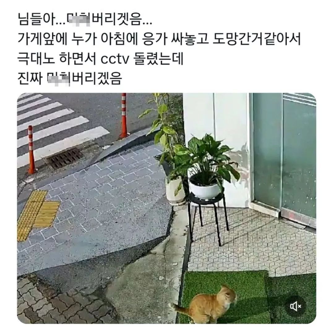 미치겠다..누가 가게앞에 똥을 싸놓고 간거야