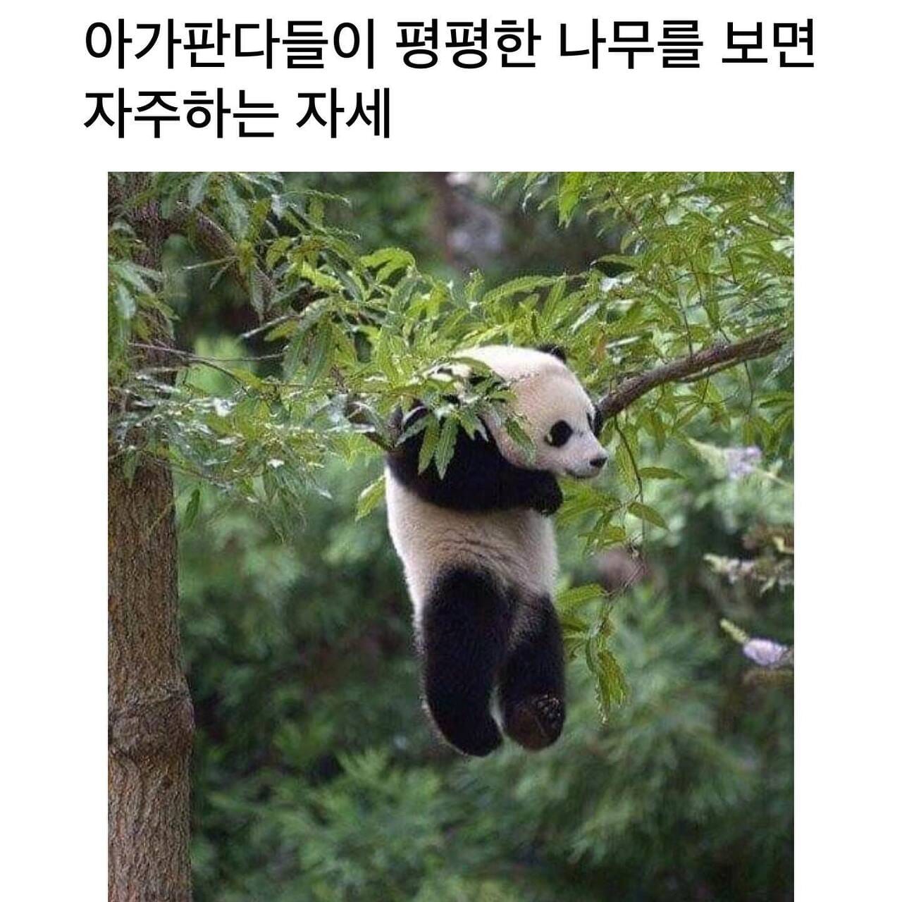 아기 판다?들이 평평한 나무를 보면 자주 하는 자세