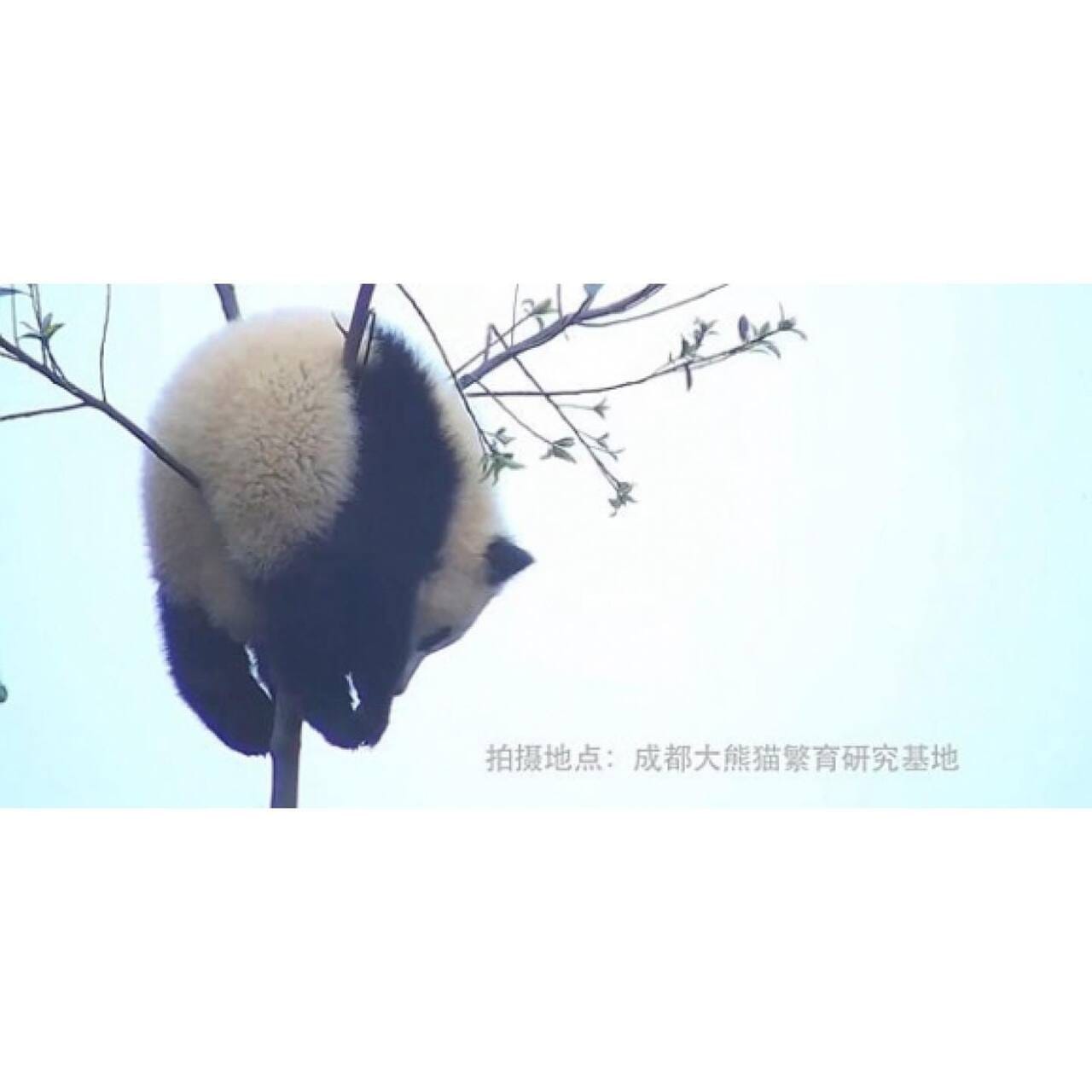 아기 판다🐼들이 평평한 나무를 보면 자주 하는 자세