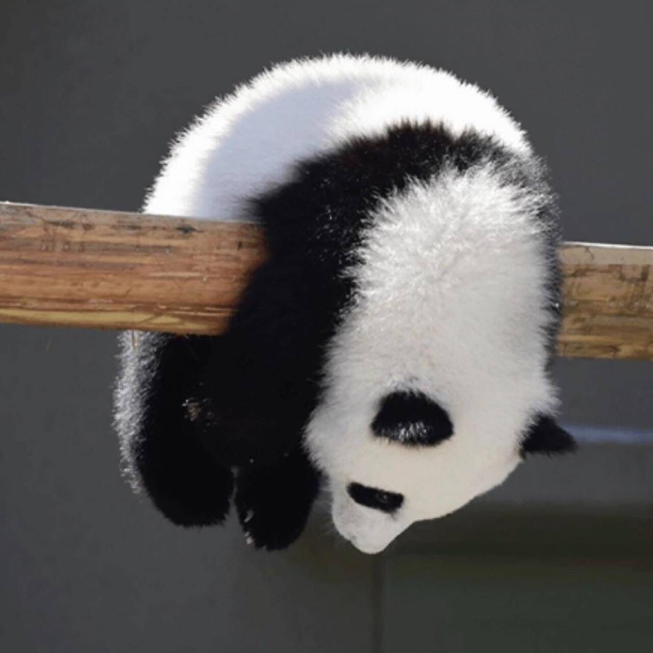 아기 판다🐼들이 평평한 나무를 보면 자주 하는 자세