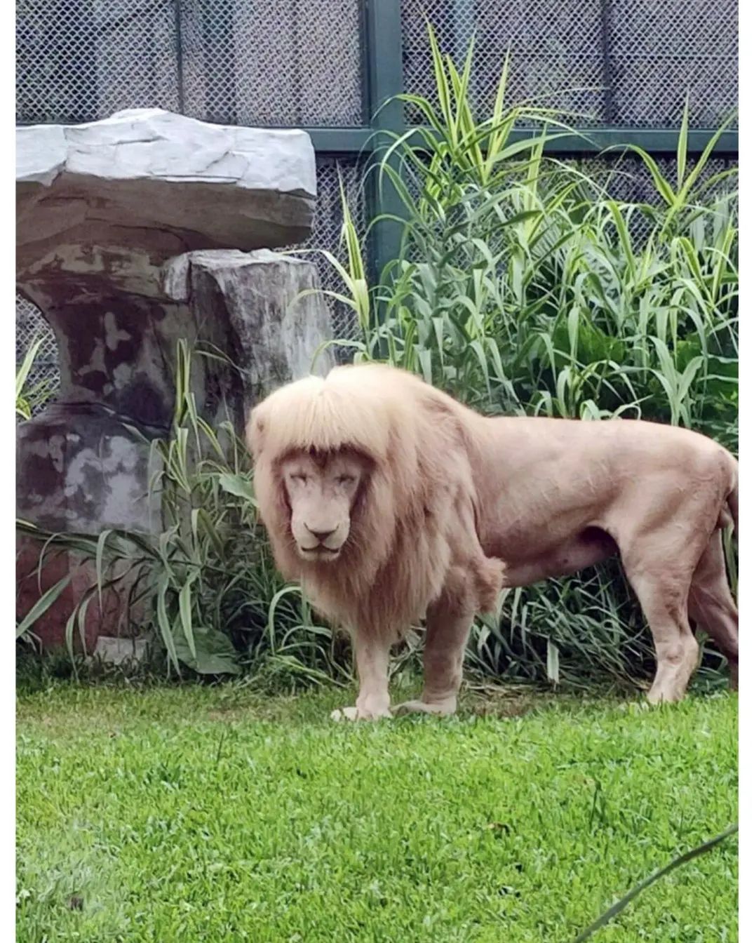 사자 샤기컷;;