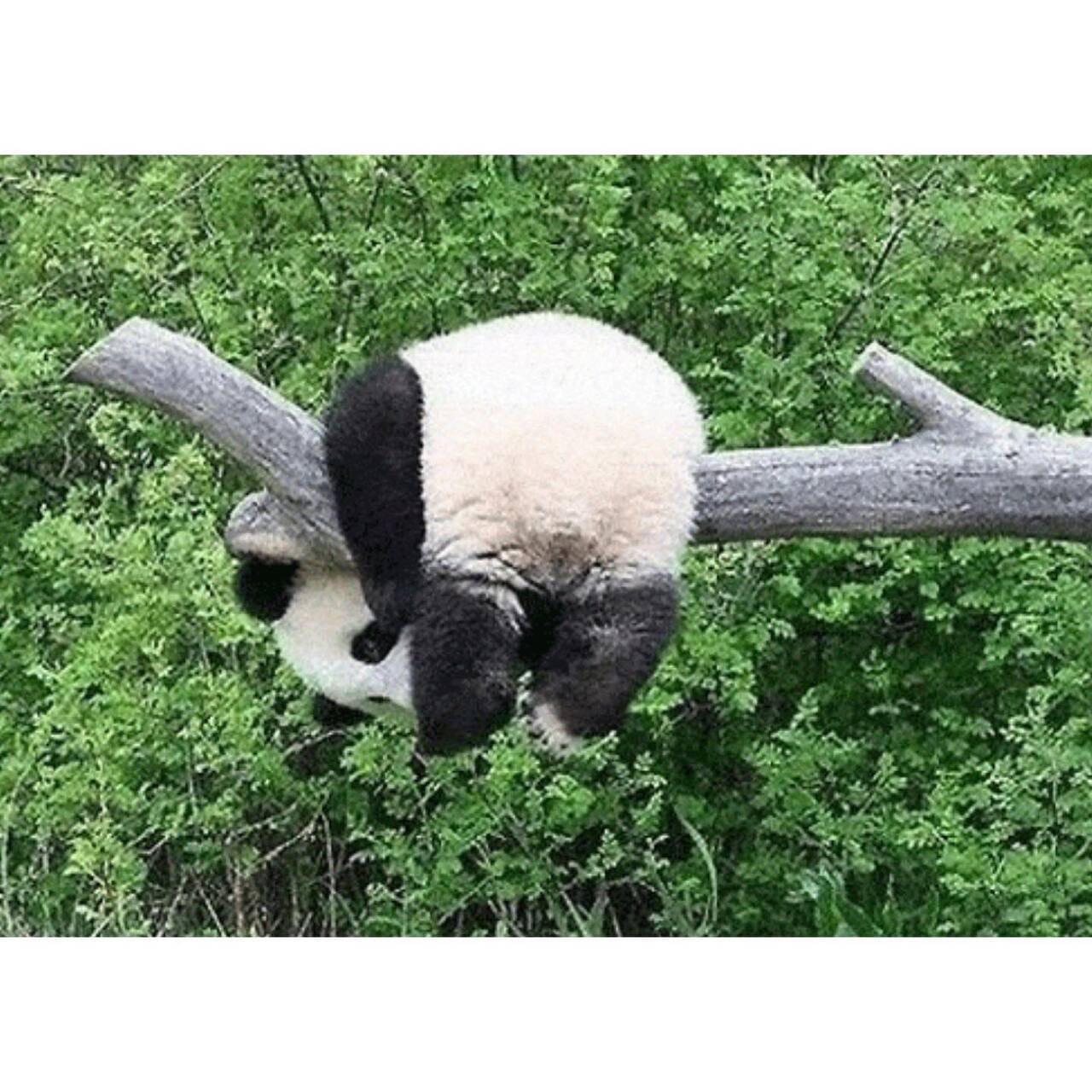 아기 판다🐼들이 평평한 나무를 보면 자주 하는 자세