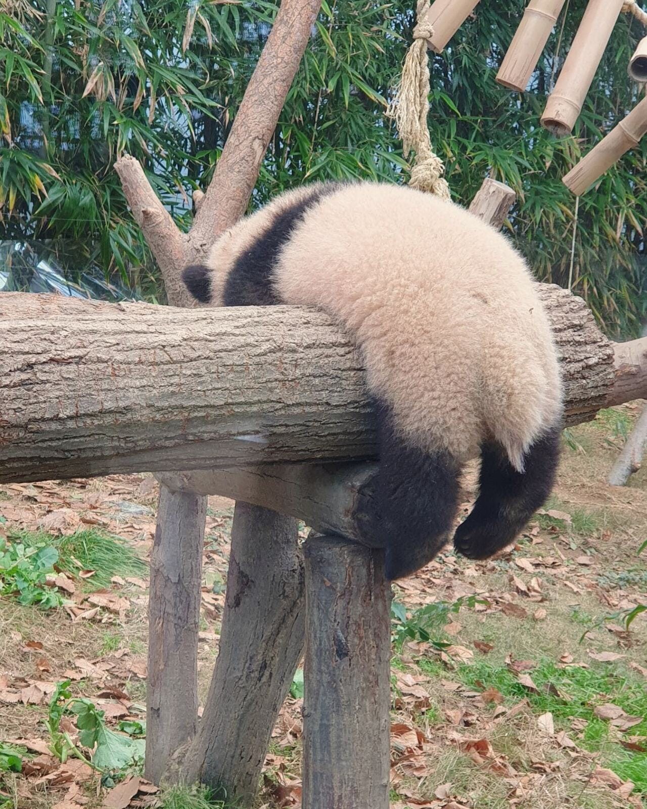 아기 판다🐼들이 평평한 나무를 보면 자주 하는 자세