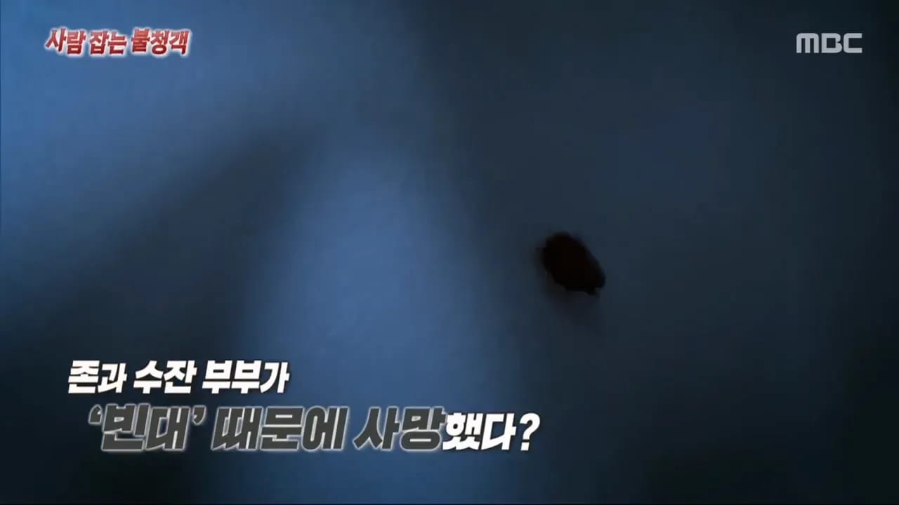 이집트 여행가서 돌아가신 부모님 사고 원흉은 빈대 때문?!