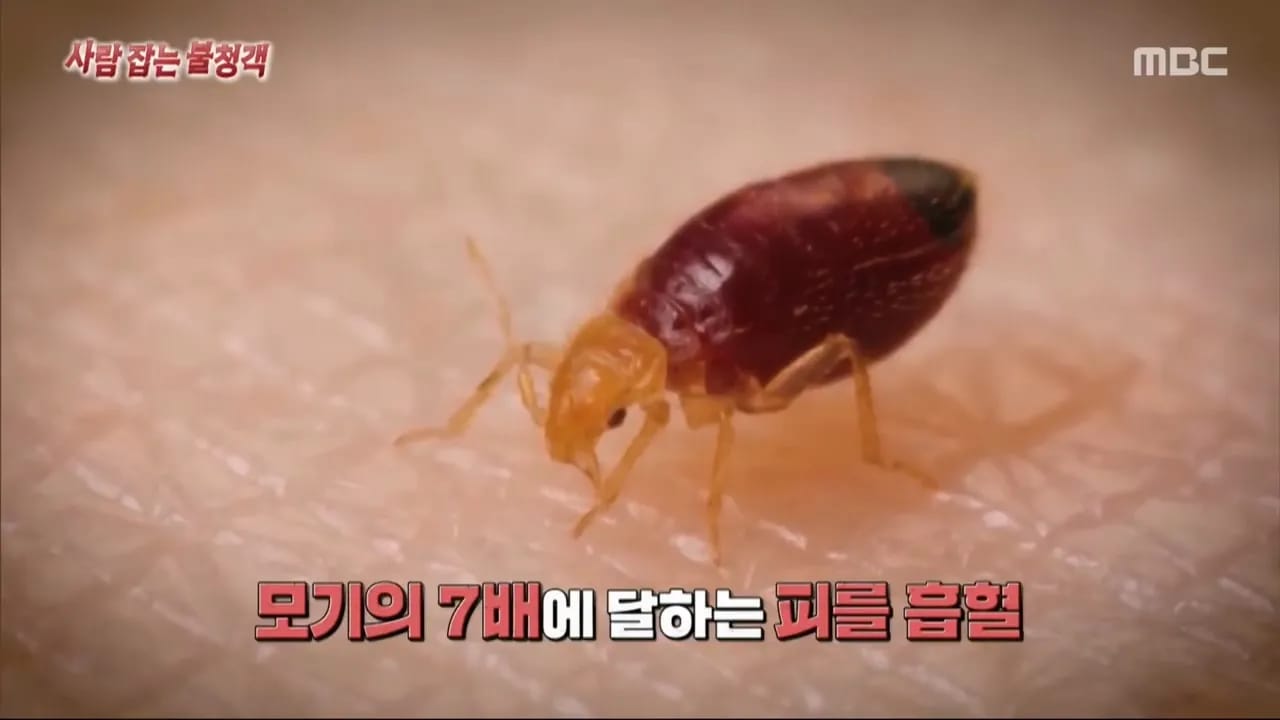이집트 여행가서 돌아가신 부모님 사고 원흉은 빈대 때문?!