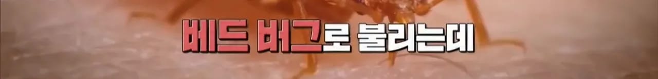 이집트 여행가서 돌아가신 부모님 사고 원흉은 빈대 때문?!