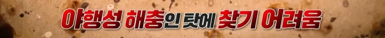 이집트 여행가서 돌아가신 부모님 사고 원흉은 빈대 때문?!