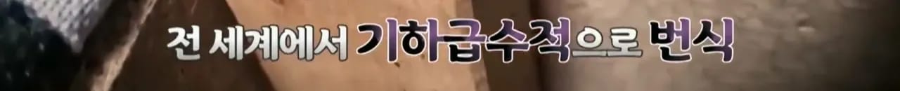 이집트 여행가서 돌아가신 부모님 사고 원흉은 빈대 때문?!