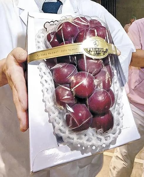 샤인머스켓에 이은 일본의 뻘짓