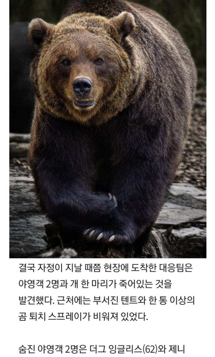 곰 스프레이 위력