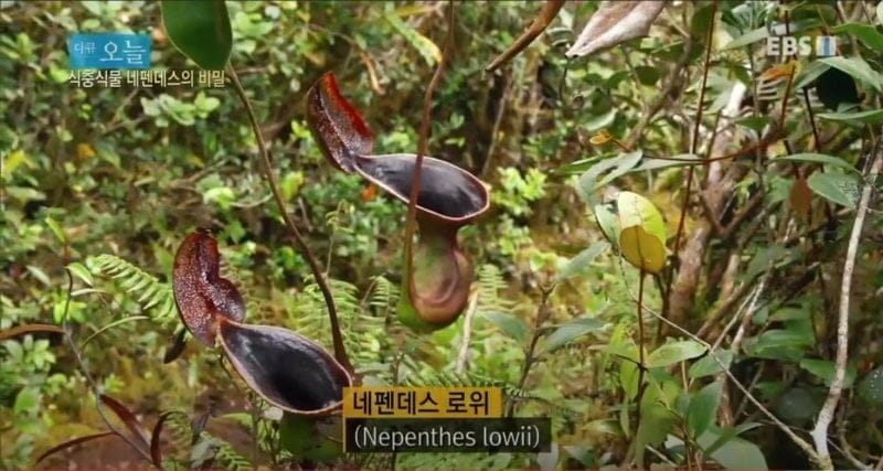 변기의 기능을 가지고 태어난 식물