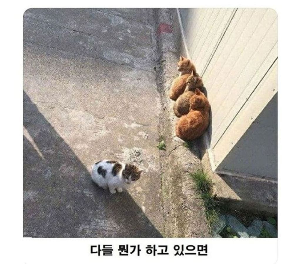 고양이로 보는 군중심리