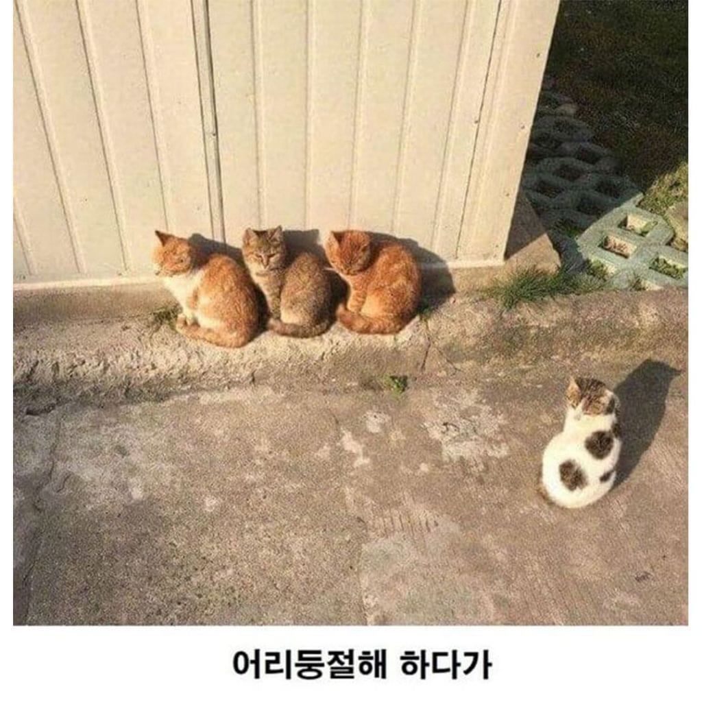 고양이로 보는 군중심리
