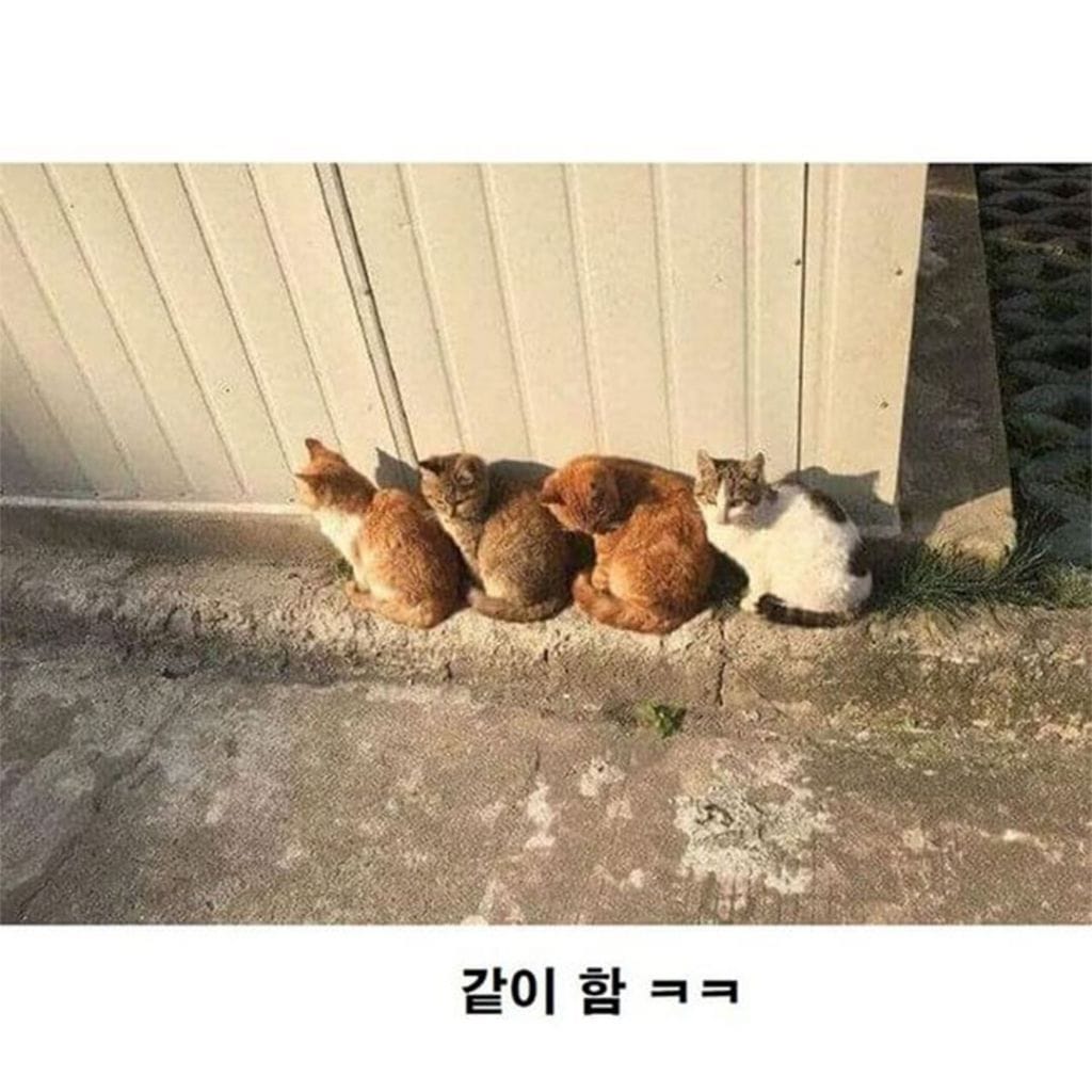 고양이로 보는 군중심리