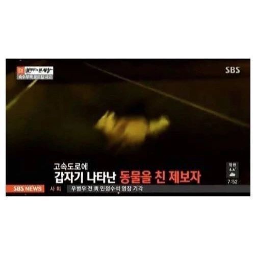 운전하다가 강아지를 쳤는데...