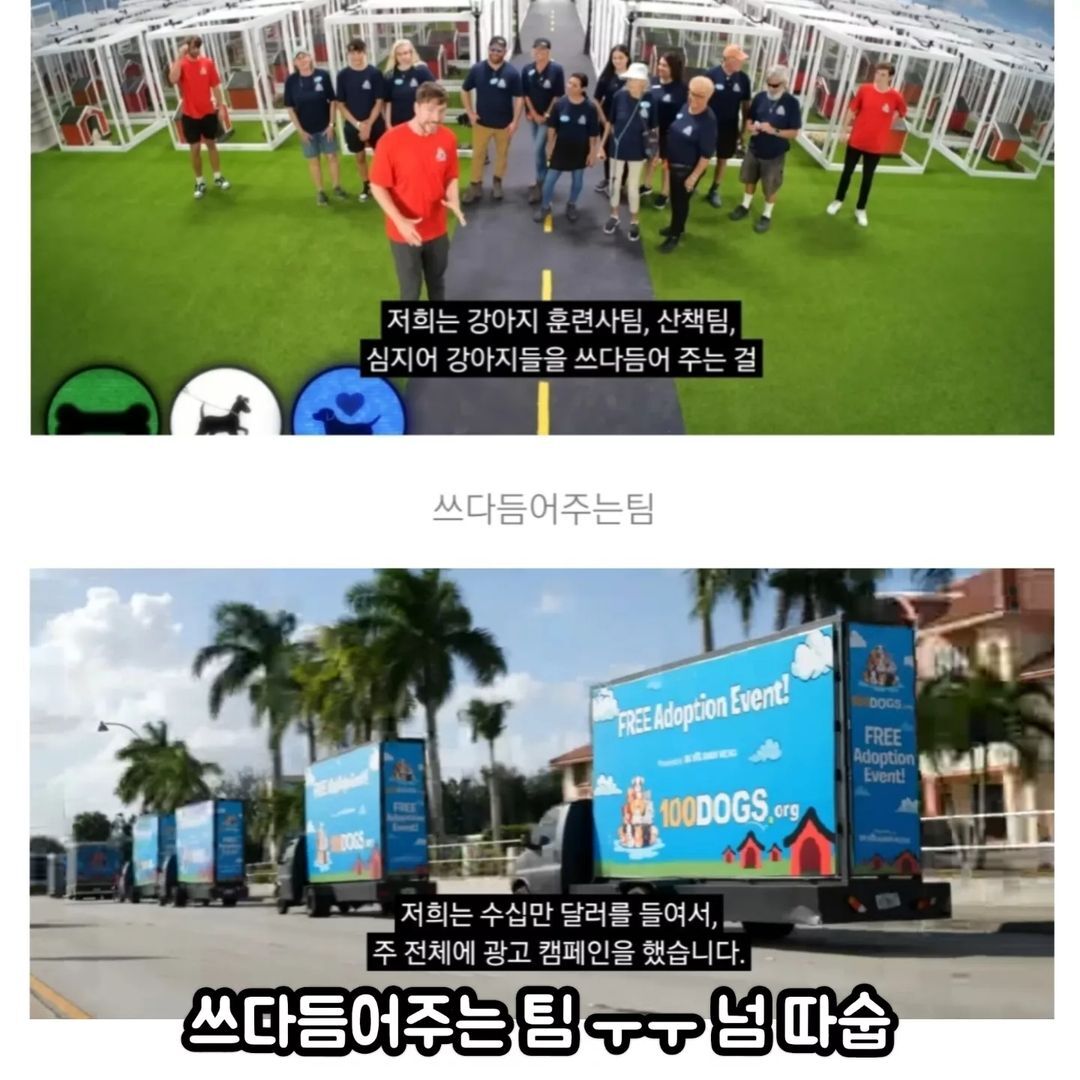 유투버가 유기견 100마리 가지고 한 일