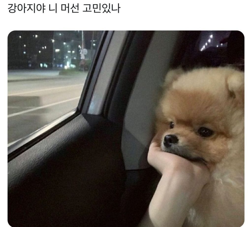 강아지 : 어제 봤던 그 고양이는 왜 도망간걸까