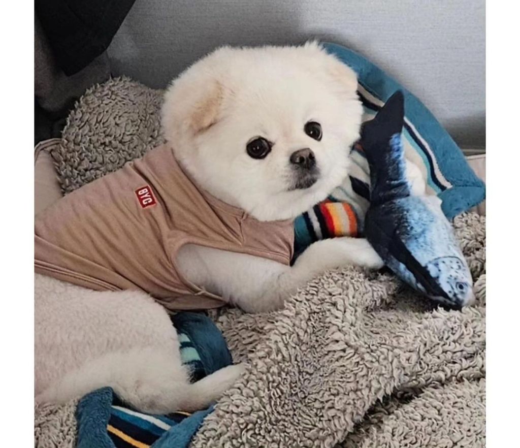 나시에서 팬티가 되는 과정
